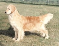 english retriever gloden passion