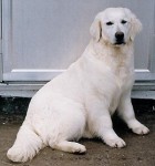 penny white golden retriever