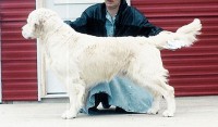randall champion golden retriever