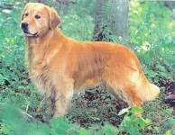 rocky english golden retriever