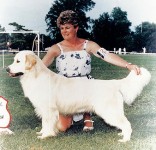shea champion golden retriever cream