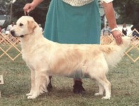 shelbie english cream retriever