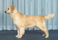 shinook english golden retriever