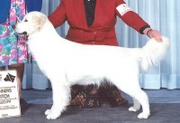 sinead champion cream retriever