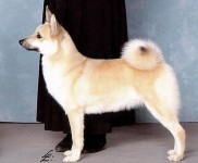 siv norwegian buhund champion