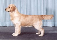 smokey english golden retriever