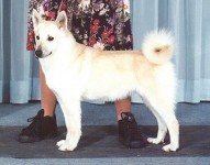 song rare breed norwegian buhund