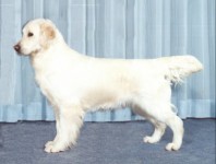spirit cream golden retriever champion