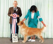 tango english golden retriever