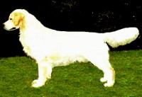 Token cream champion english golden retriever