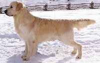 toni english cream retriever