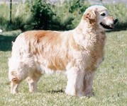 tootsie english golden retriever
