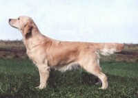 tory golden retriever english