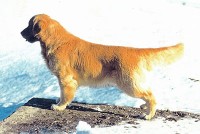 trouper english golden retriever