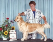 vicky golden retriever champion