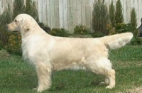 eleanor cream golden retriever