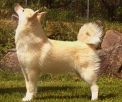 jon champion male norwegian buhund