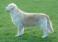 kindred golden retriever standard