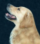 lucky pedigree golden retriever