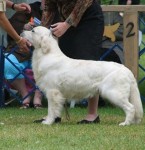 mick champion golden retriever