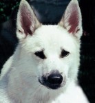 minna rare breed dog
