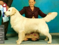 ozzie cream golden retriever