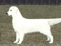 skye cream golden retriever