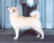 sota champion norwegian buhund