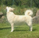 stine rare norwegian buhund