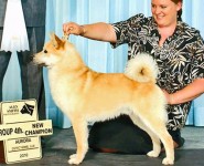 tomba male champion norwegian buhund