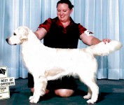 Peggy Sue champion english cream female golden retriever