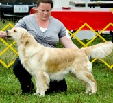 Star light english golden retriever female