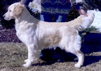 Maggei Mae english pale gold golden retriever feamle