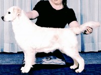 montana english cream champion golden retriever