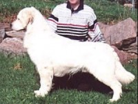 bugsey english cream golden retriever