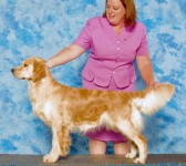 diva champion english golden retriever female