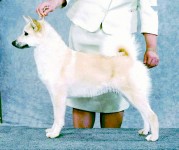 Froya champion female Norwegian Buhund