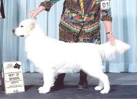 romeo cream golden retriever
