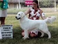 lucy lou cream golden retriever