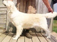 cream golden retriever puppy