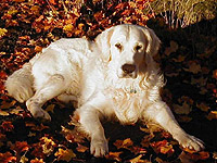 elvis golden retriever puppy