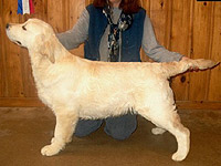 patrick golden retriever puppy