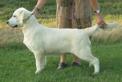 phil cream golden retriever puppy