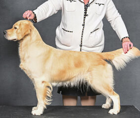 Ch Kyon's Grand Slam