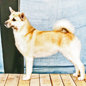 CH Kyon’s Boldest Valkyrie