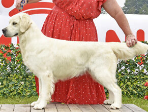 Ch Kyon’s Golden Rebel